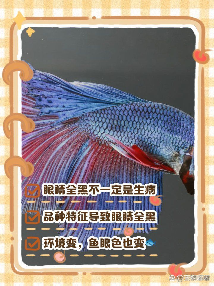 孔雀魚紅眼睛的好還是黑眼睛的好