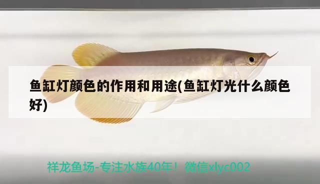 金龍魚(yú)與紅龍魚(yú)：金龍魚(yú)與紅龍魚(yú)打架