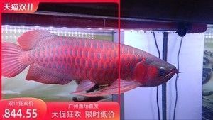 龍魚與火箭魚混養注意事項：龍魚與火箭魚混養時需要注意以下幾點以確保兩者都能健康生長