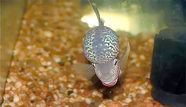 養羅漢魚10大忌
