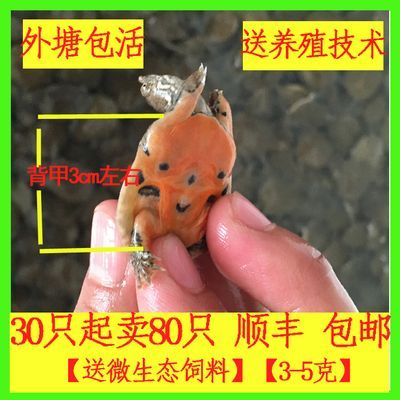 龍魚飼料改口訓食方法圖解：龍魚飼料改口訓食方法圖解龍魚飼料喂食時間安排