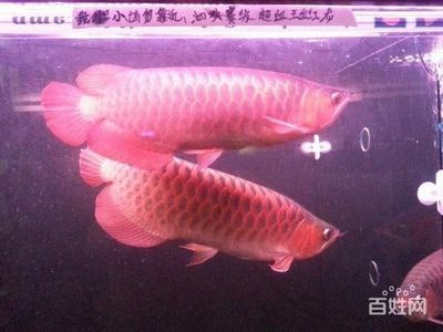 養了八年的龍魚死了主人需要注意什么（龍魚的死亡可能會影響家主的運勢）