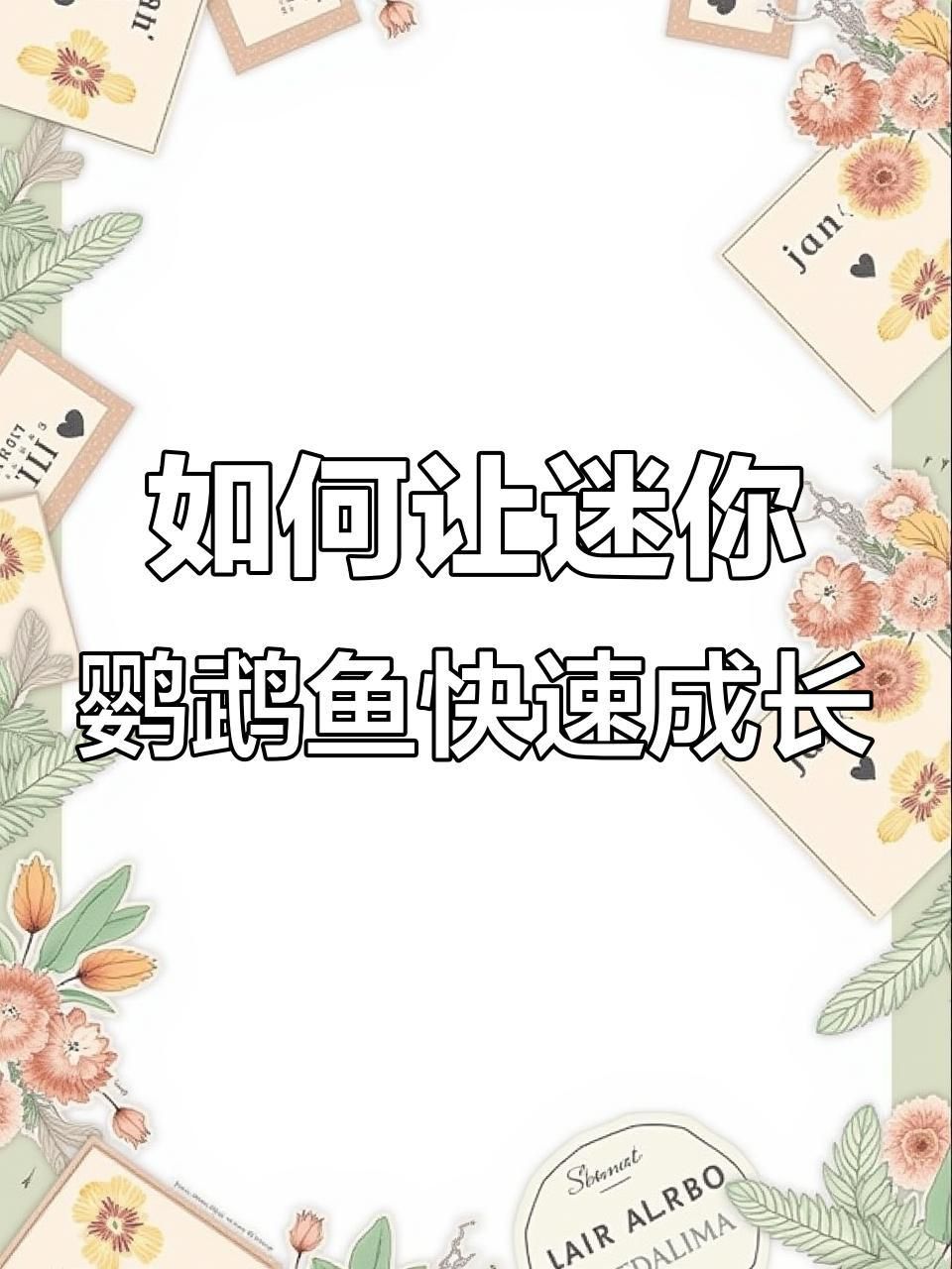 迷你鸚鵡魚幼苗太難養了