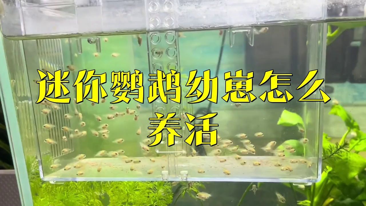 迷你鸚鵡魚幼苗太難養了