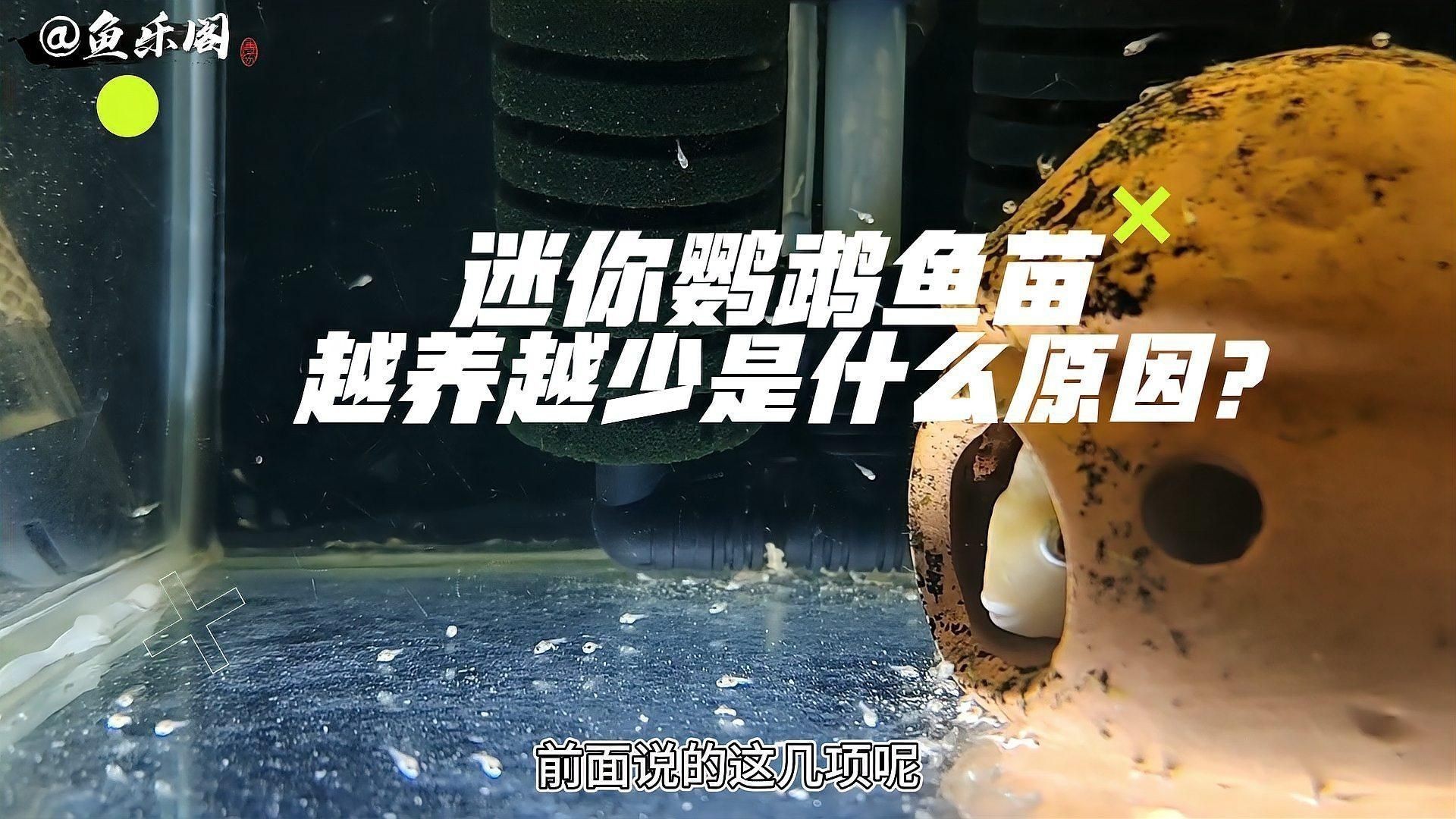 迷你鸚鵡魚幼苗太難養(yǎng)了