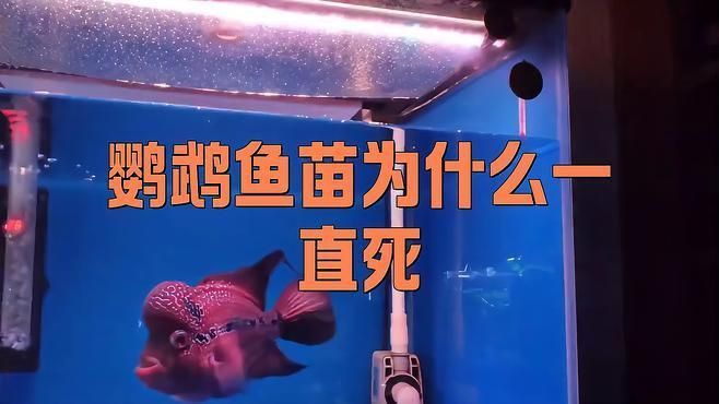 迷你鸚鵡魚幼苗太難養(yǎng)了