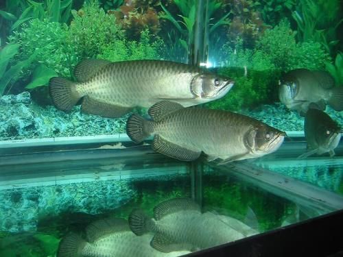 號半是什么龍魚：號半是什么龍魚，