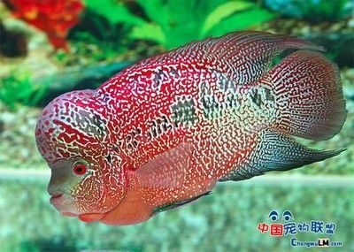 號半是什么龍魚：號半是什么龍魚，