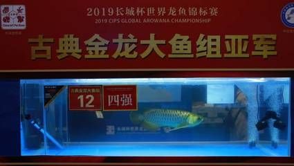 2024長城龍魚錦標賽（“2024長城龍魚錦標賽”詳細信息匯總：2024長城龍魚錦標賽）
