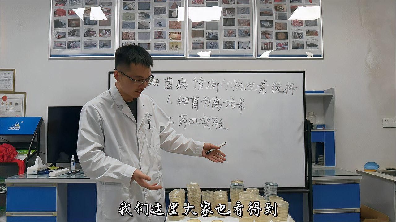 如何預防紅龍魚出血病？