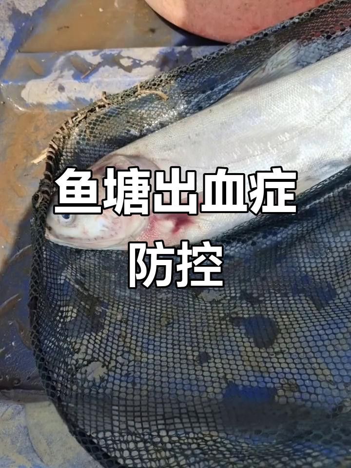 如何預防紅龍魚出血病？