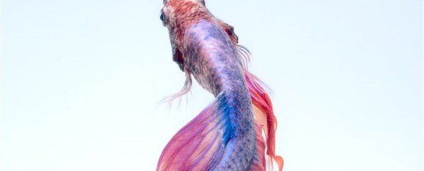 國內(nèi)龍魚經(jīng)銷商排名榜最新名單（2024年國內(nèi)龍魚經(jīng)銷商排名最新名單：世爵紅龍自然養(yǎng)殖方法）