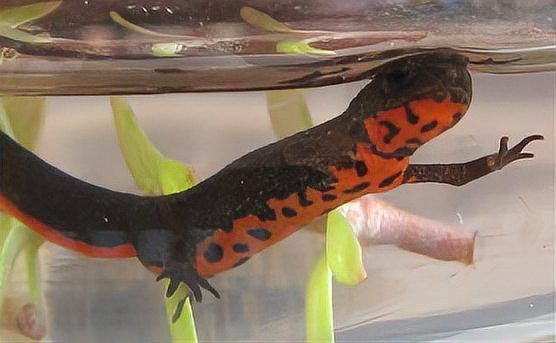 小火龍魚能活多久