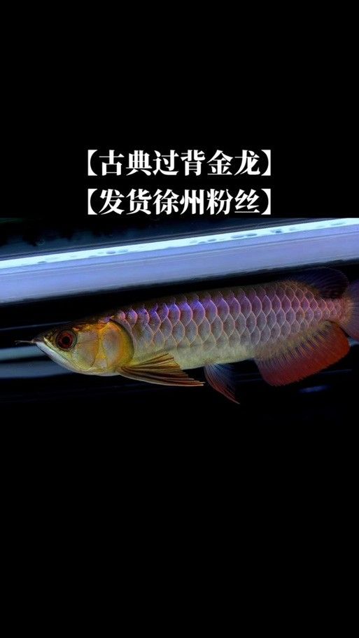 過背金龍魚圖片大全高清