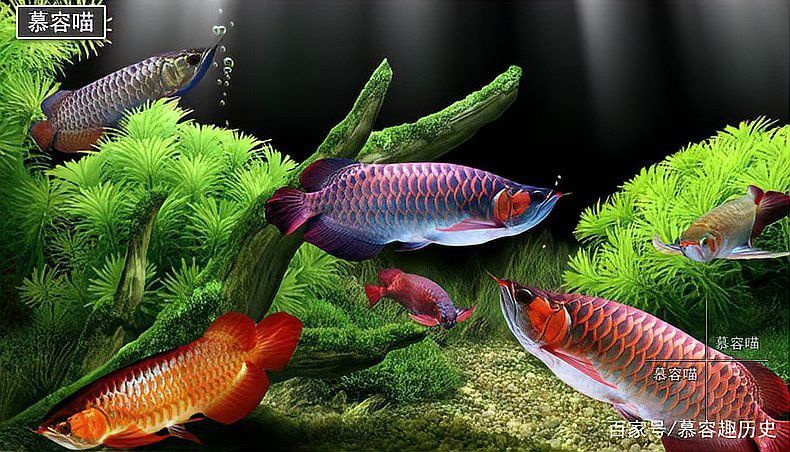 過背金龍魚圖片大全高清