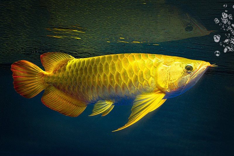 過背金龍魚圖片大全高清