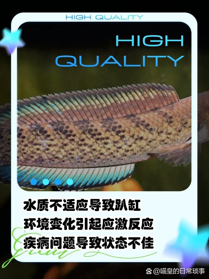 雷龍魚老趴著不動