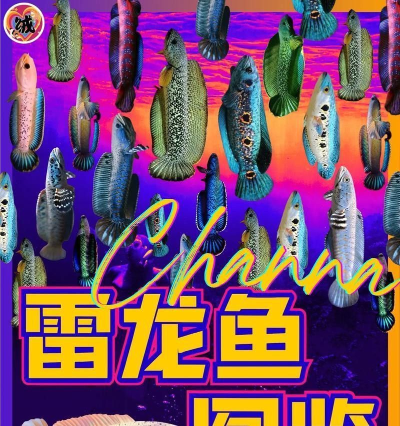 雷龍魚老趴著不動