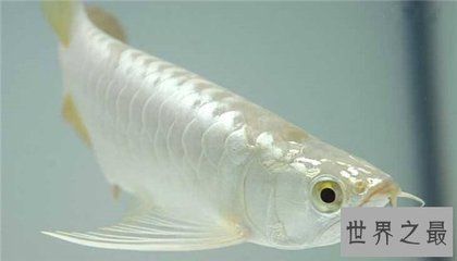 龍魚長得什么樣子：觀賞魚的獨特魅力，龍魚的生活習性探究龍魚的性別