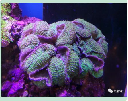 新買的龍魚(yú)進(jìn)缸需要做檢疫嗎（新買的龍魚(yú)進(jìn)缸前進(jìn)行檢疫是必要的）