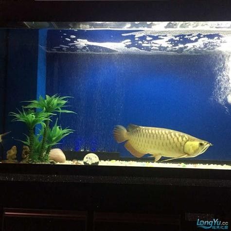 龍魚適合養幾條
