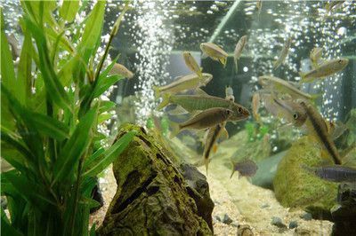 龍魚內(nèi)臟受傷后需要停食多久？ 龍魚內(nèi)臟受傷后需要停食多久？ 龍魚百科 第3張