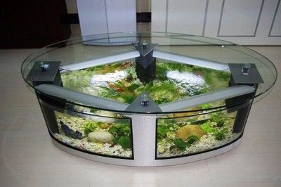 誰了解紅龍觀賞魚多少錢一條