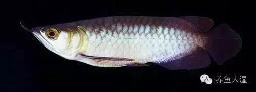 誰了解紅龍觀賞魚多少錢一條