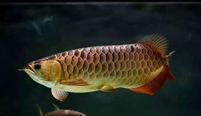 龍魚的特點描寫:龍魚的飼養(yǎng)方式 龍魚百科 第2張 龍魚的特點描寫:龍魚的飼養(yǎng)方式 龍魚的特點描寫:龍魚的飼養(yǎng)方式 龍魚百科 第2張