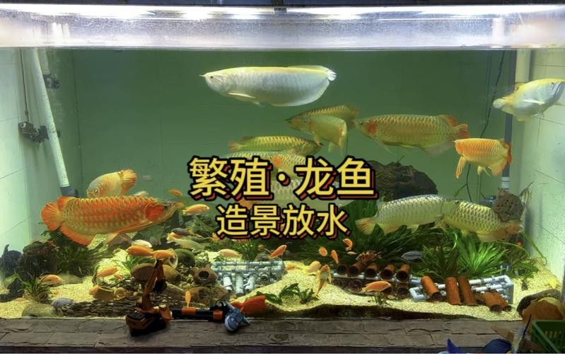 紅龍魚魚缸背景圖片大全高清圖