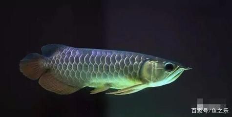 龍魚喜歡燈光還是自然光：龍魚對燈光和自然光偏好