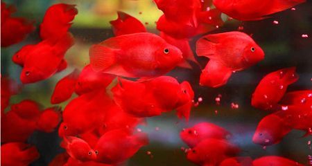龍魚顏色變淺了怎么辦圖片：龍魚顏色變淺怎么辦