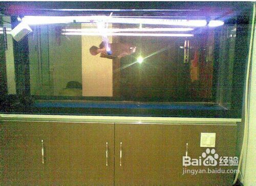 金龍魚為啥只養一只（金龍魚為啥只養一只，這背后有多重原因）