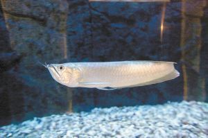 銀龍魚(yú)購(gòu)買(mǎi)渠道推薦：廣州花地灣魚(yú)市場(chǎng)價(jià)格對(duì)比分析銀龍魚(yú)在線(xiàn)購(gòu)買(mǎi)注意事項(xiàng)