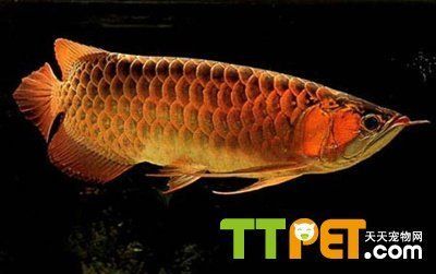 金龍魚尾鰭有黑點：金龍魚尾部出現黑點是怎么回事？
