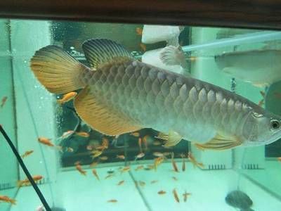 金龍魚訓食，如何防止其他魚干擾訓食，訓食后金龍魚的飲食調整