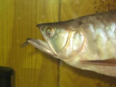 龍魚嘴巴爛了怎么治：龍魚嘴巴爛了怎么辦