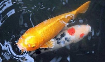 龍魚在水面張嘴呼吸正常嗎：龍魚在水面張嘴呼吸并不一定正常，可能由多種因素引起