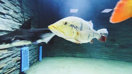 馬來西亞金龍魚基地在哪里：馬來西亞的金龍魚基地簡介