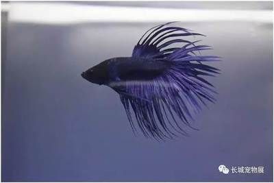 2024長(zhǎng)城杯世界斗魚(yú)錦標(biāo)賽（2024長(zhǎng)城杯世界斗魚(yú)錦標(biāo)賽可獲取信息僅供參考）