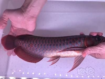 超血紅龍魚超血紅龍魚飼養注意以下幾點介紹：超血紅龍魚養成記
