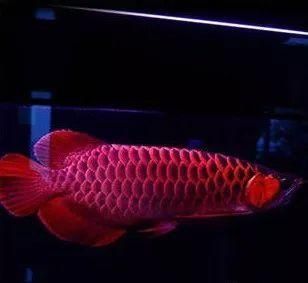 超血紅龍魚超血紅龍魚飼養注意以下幾點介紹：超血紅龍魚養成記
