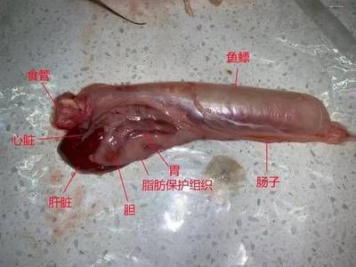 金龍魚是否能消化清道夫？：金龍魚吃了能消化清道夫嗎，養魚專家建議最好不要將金龍魚和清道夫一起養