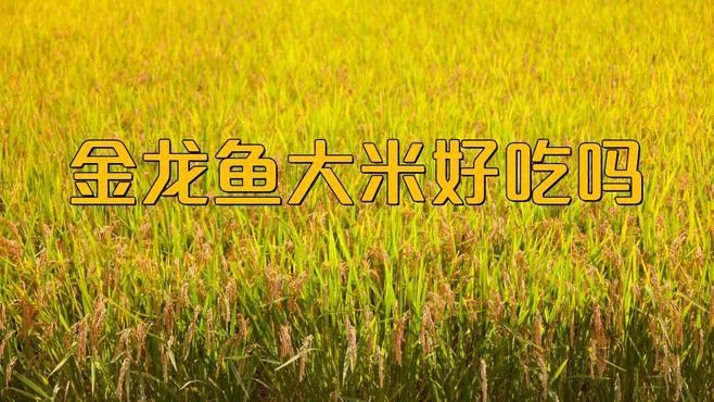 金龍魚黑龍江粳米好吃嗎