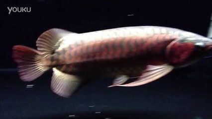 怎么看龍魚身上有沒有芯片（如何檢查龍魚是否植入了芯片）