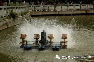 龍魚尾鰭斷了一半怎么辦：龍魚尾鰭斷了多久能長出來？詳細解析恢復過程與護理方法