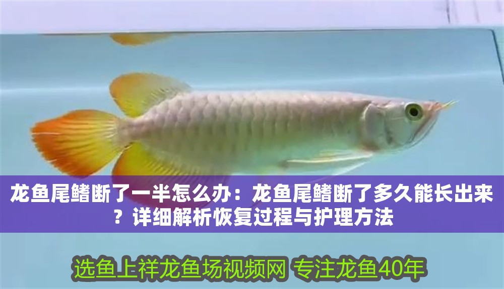 龍魚尾鰭斷了一半怎么辦：龍魚尾鰭斷了多久能長出來？詳細解析恢復過程與護理方法