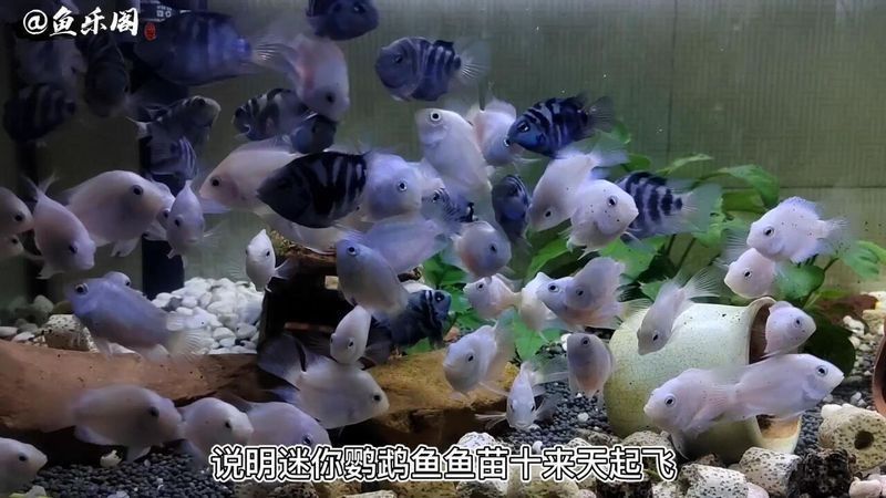 迷你鸚鵡魚10天了還不起飛 迷你鸚鵡魚10天了還不起飛 龍魚百科 第1張