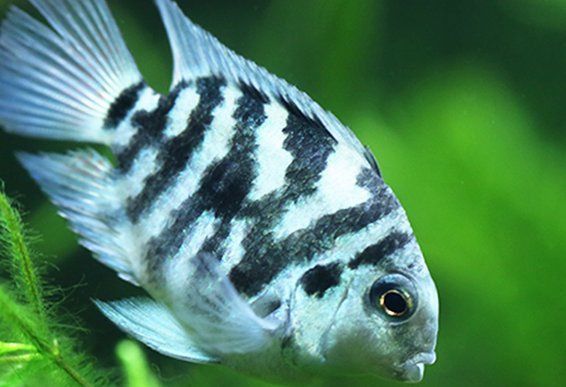 迷你鸚鵡魚10天了還不起飛 迷你鸚鵡魚10天了還不起飛 龍魚百科 第3張