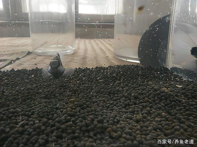 迷你鸚鵡魚10天了還不起飛 迷你鸚鵡魚10天了還不起飛 龍魚百科 第2張